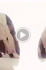 بوكيمون الجزء الثاني – الحلقة 25