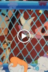 تيمون وبومبا الجزء 5 الحلقة 10
