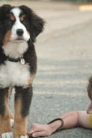 Super PupZ: 1×3