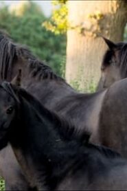 Free Rein: 3×5