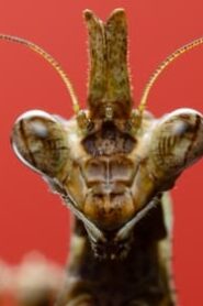 A Real Bug’s Life: 1×3