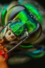 A Real Bug’s Life: 1×2