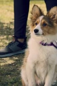 Puppy Place: 2×5