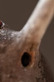 A Real Bug’s Life: 1×4
