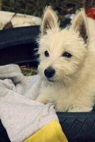 Puppy Place: 2×6